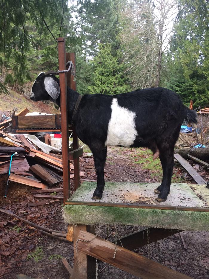 Elli On the milking stand