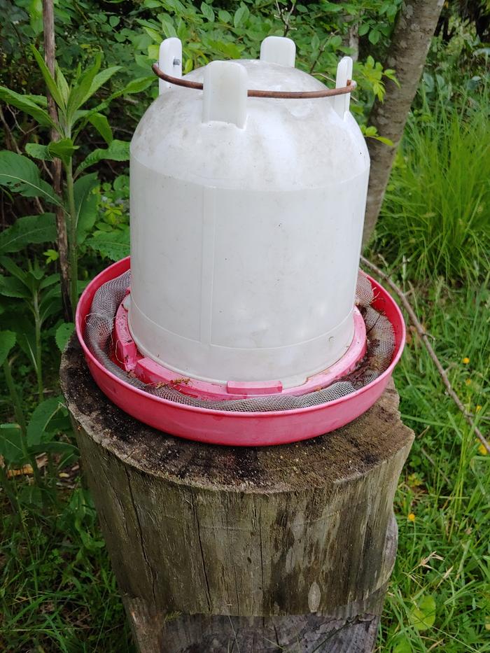 completed bee insect waterer