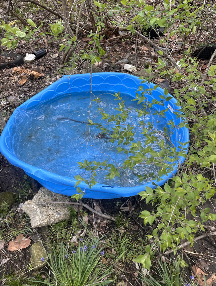 Material: During a recent wind storm, a kiddie pool blew into my black walnut ditch. And pretty much got filled with rain water. I dumped it.
