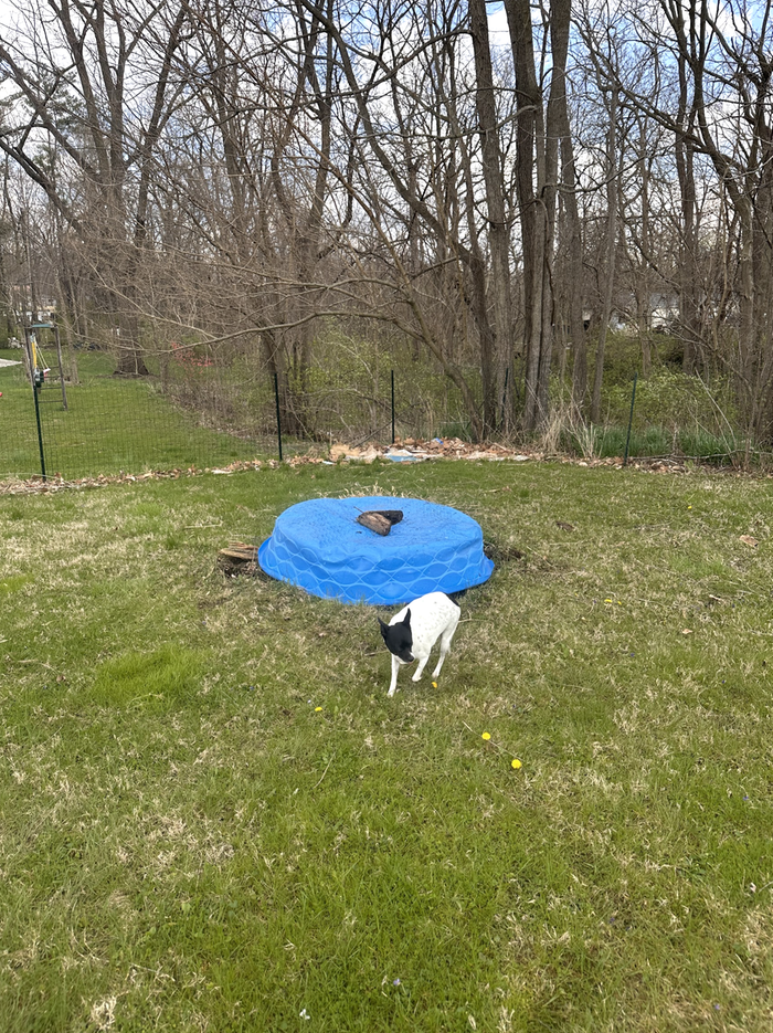 Material and start of construction: My rat terrier Nugget helped me move it to its new home, on top of an old horseshoe bed at the back of my back yard.