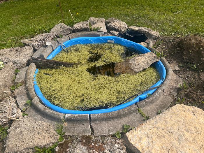 Completed with perches: I added duckweed, frogbit, and other aquatic plants, as well as limestone and landscaping timber (and duckweed) as drinking perches