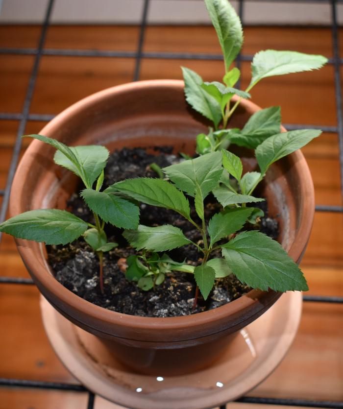 Pink Lady apple seedlings