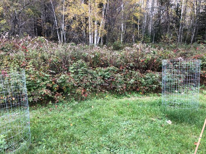 I’ve decided on this especially weedy patch at the edge of our blackberry bramble for the brush pile. 