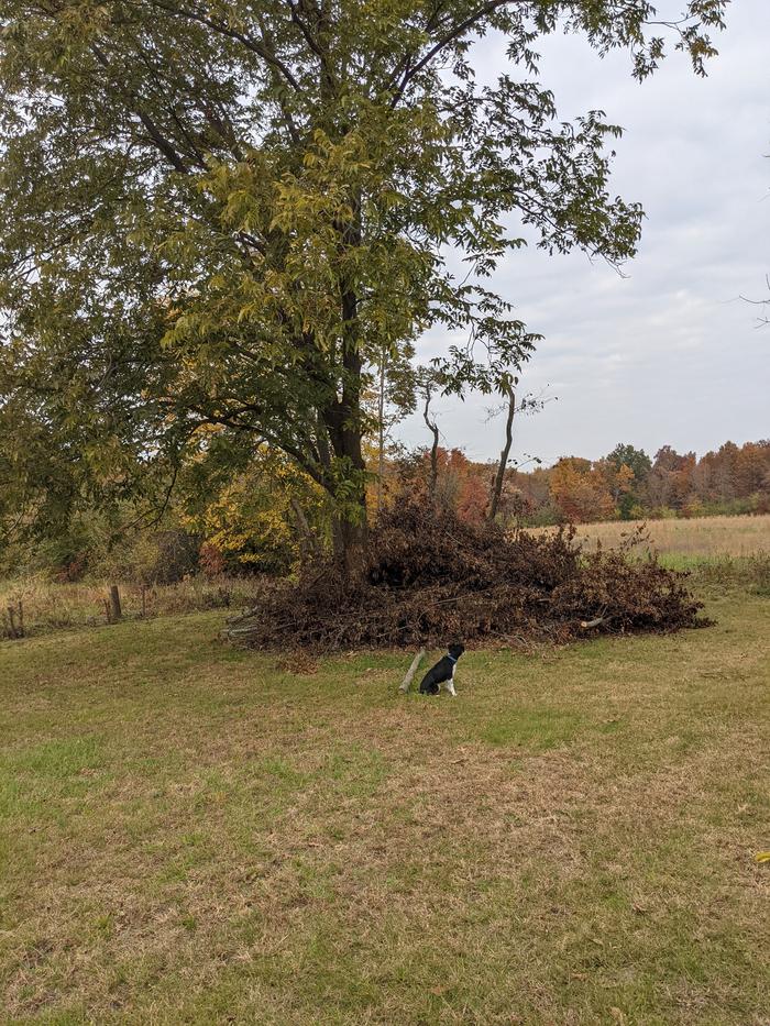 after (dog for scale)