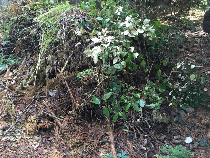 brush pile for rabbit