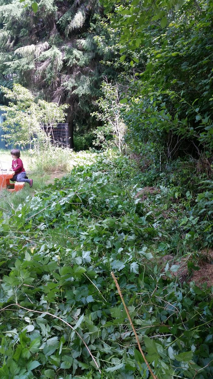 A whole bunch of salmonberry pruned out of the hedge