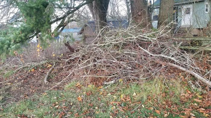 brush pile for wildlife