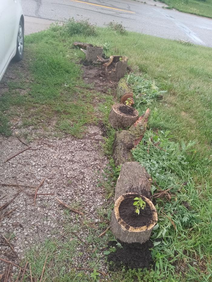 Overall picture of the toad garden line (habitat 1 after)