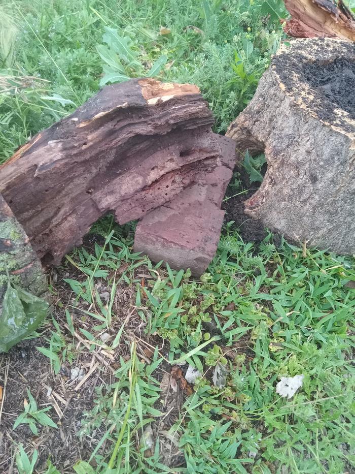 More close ups (habitat 1 after)