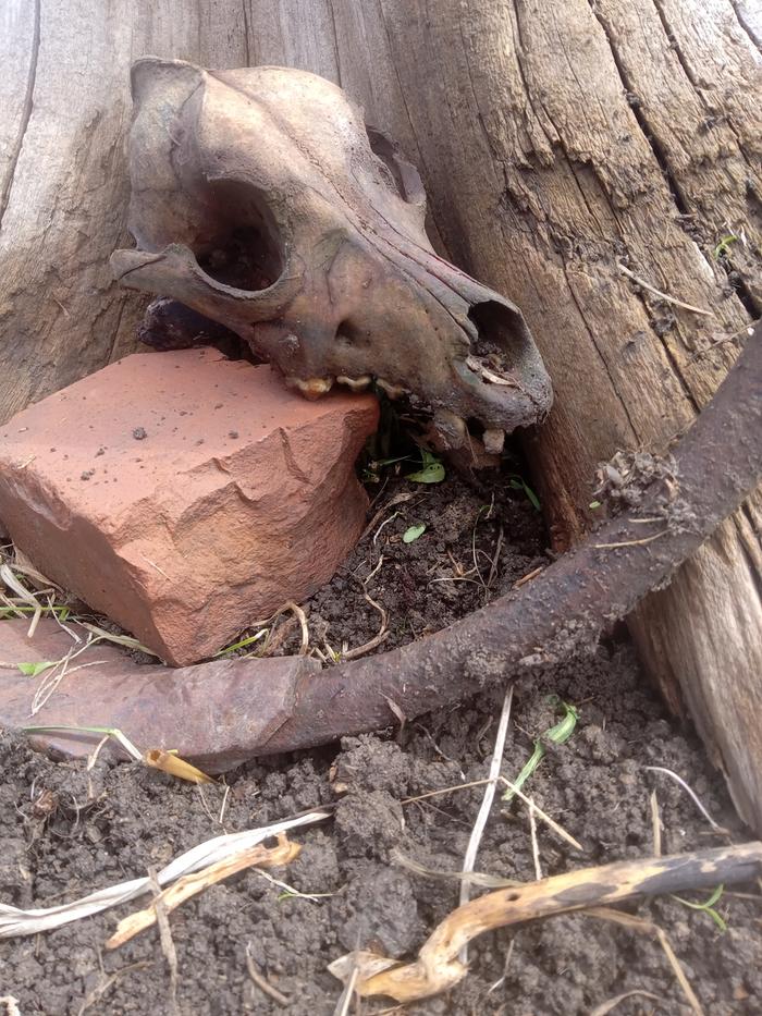 Habitat 3 after. Its on the grass side of the tall log