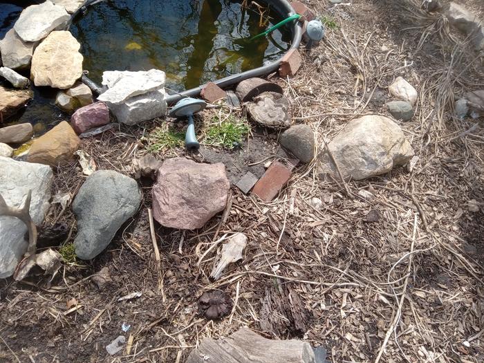 Pond side habitat 5 and 6 before. It super early spring so there is no plant life right now 