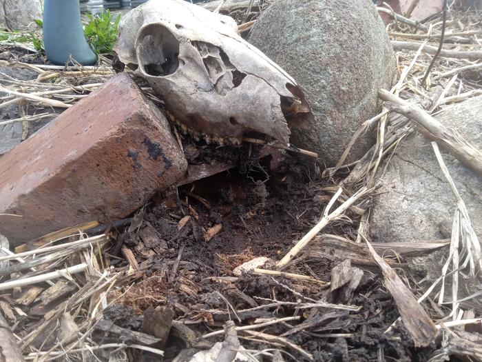 Habitat 5 after. I unearthed a hollow drainage brick and cleaned it out for the toads while weeding. The skulls to mark it so I keep it open for them 