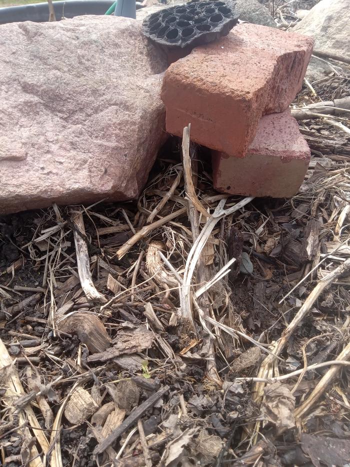 Habitat 6 after. stacked up some broken bricks for them