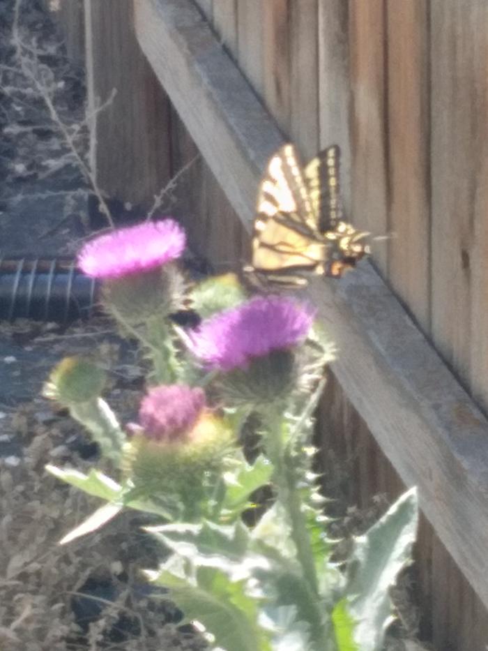 blessed thistle, doing it's job