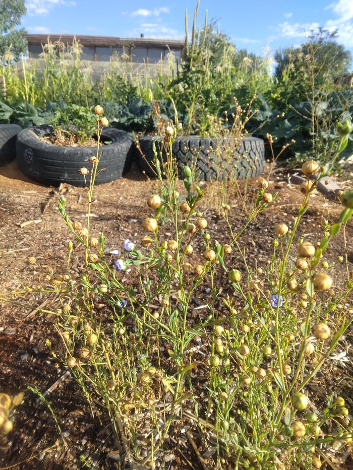 flax plants producing seed pods