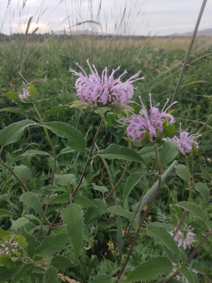 bee balm I brought home 