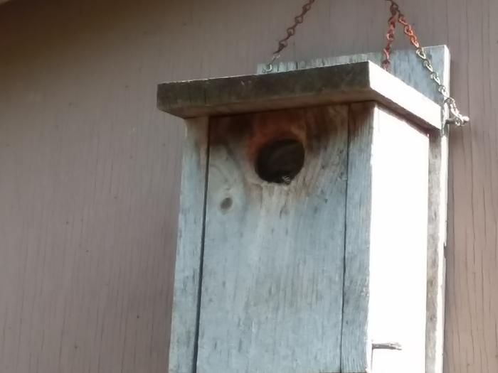 Nest in birdhouse with guard wasp shaking her butt at me