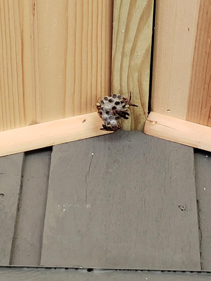 Wasps hanging out too close for most people's comfort