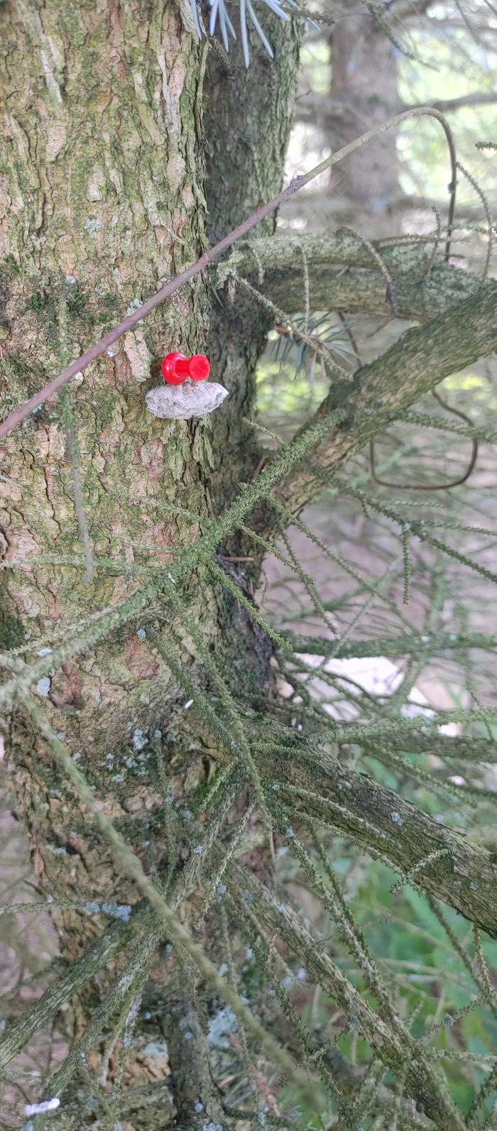 relocated to under one of the pine trees