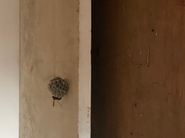 Nest relocated 