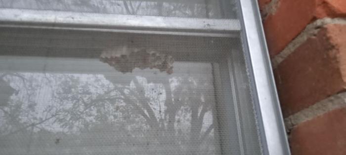 [Thumbnail for 1-Paper-Wasp-Nest-on-my-window.jpg]