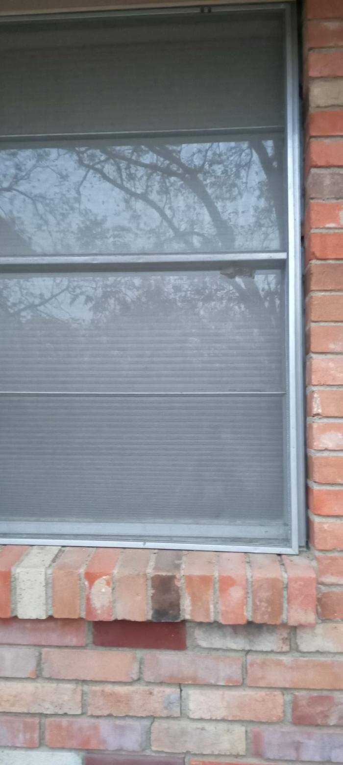 [Thumbnail for 2-Perspective-Wasp-Nest-on-window.jpg]