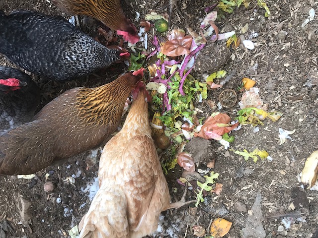 Chickens gathering for the feeding frenzy