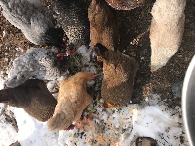 Another photo of chickens eating scraps