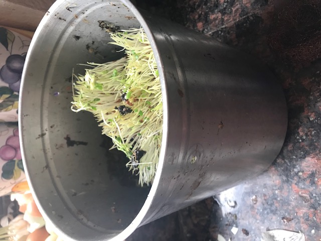 This is my gallon sized kitchen compost bucket shown 2/3 full