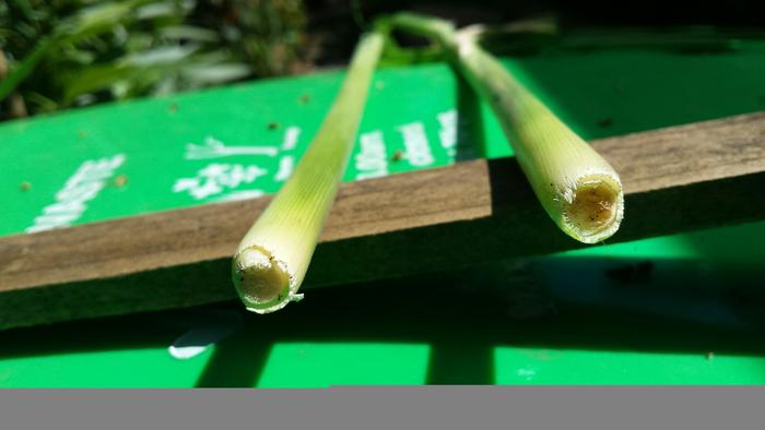 [Thumbnail for Cut-sugarcane-II-16-March-2019_resized.jpg]