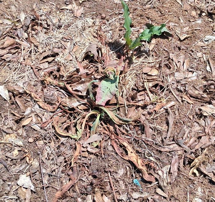 This curly dock is (was) native. Two weeks ago, it was the size of a laundry basket. 
