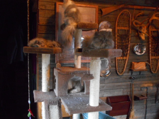 [Thumbnail for DSCN0248.JPG]