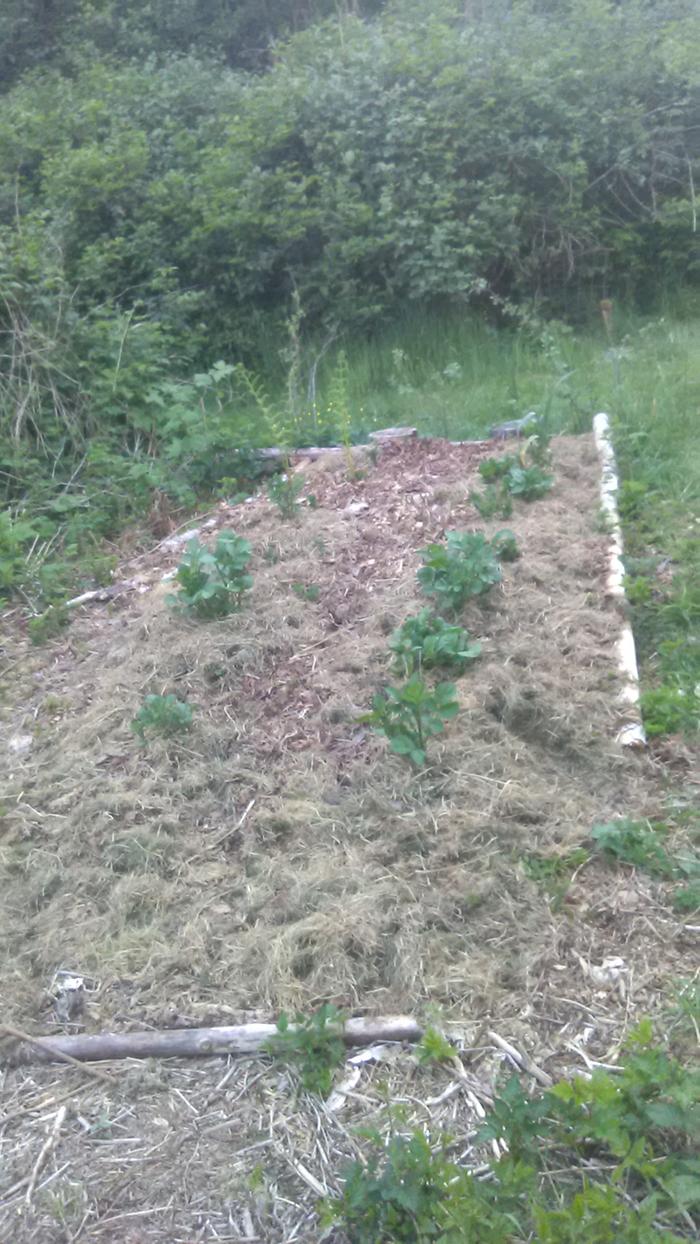 new potato garden bed clearing weeds