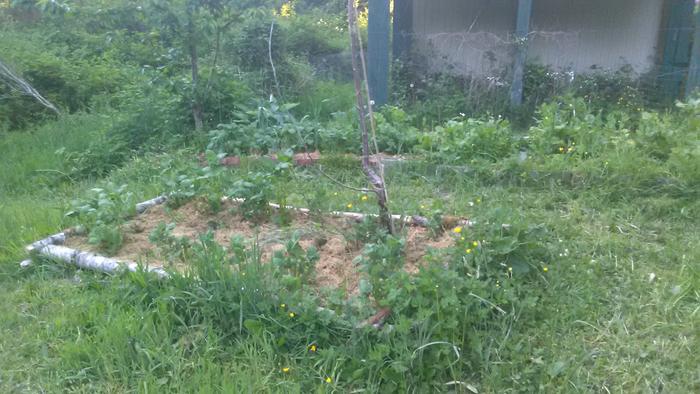 Two blurry garden beds of potatoes (my daughter dropped my camera, so I'm stuck using a cellphone and I can't hold it stable enough)