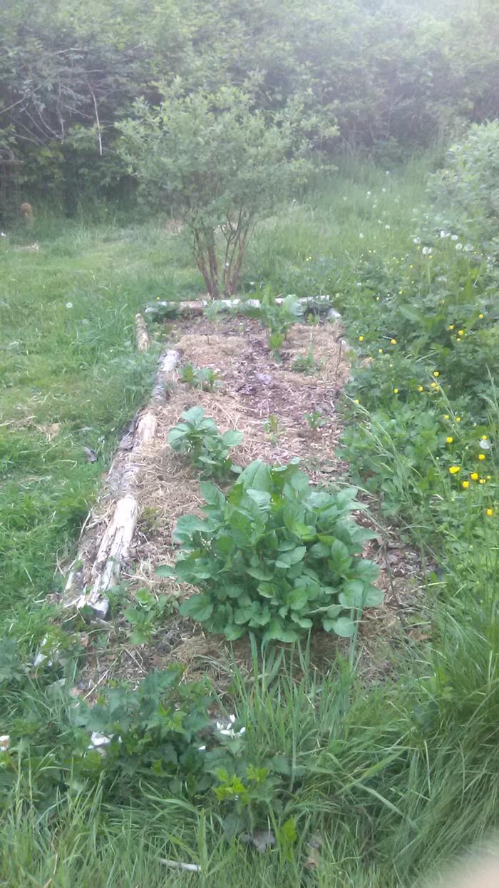 Random volunteer potato from last year's potato bed