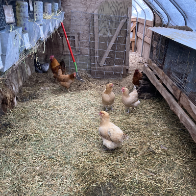 The birds and rabbits share the same spaces - the birds were laying under the rabbit cages on the right