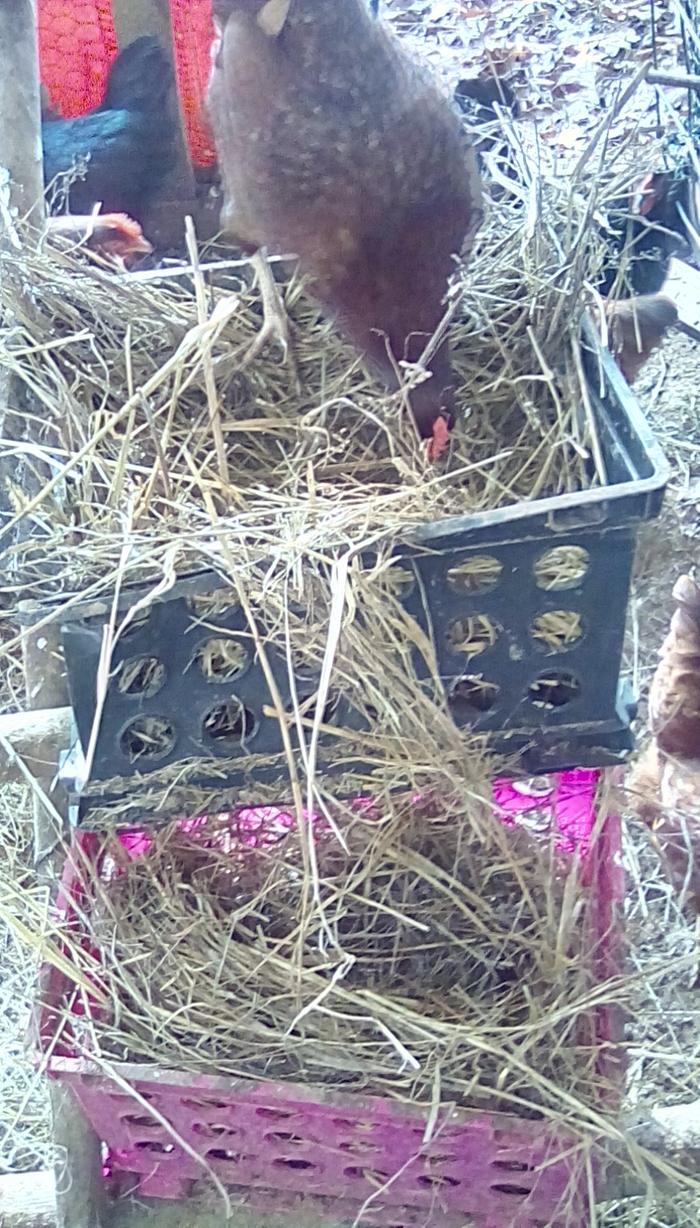 Clean box 3 and 4 I think the hens approve! 