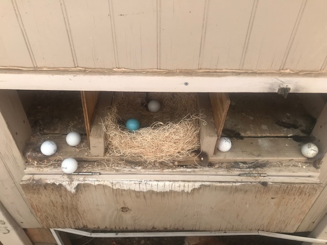 3 dirty nest boxes with golf balls. You can also see why I need to repaint the coop.