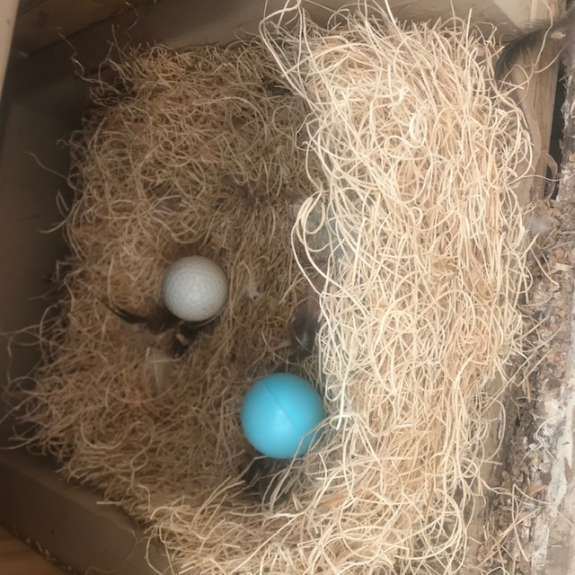 Box 2 testing the nesting pad