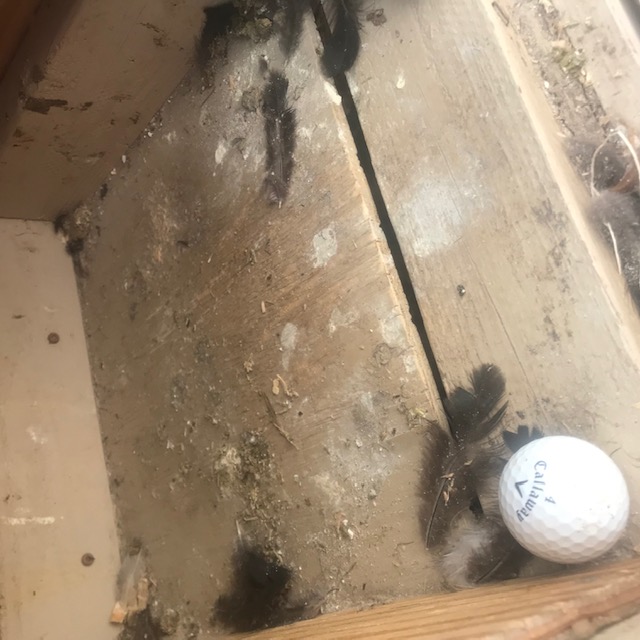 Box 3. My black Copper Maran was broody and now is gone straight to molting