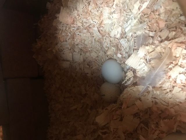 Bonus next all clean except I forgot to take the picture until later tonight and one of my americaunas laid an egg and dropped some molting feathers!
