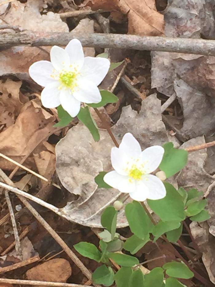 bloodroot