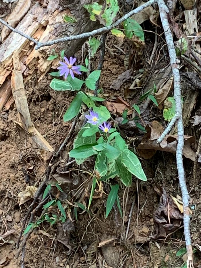 Purple flower