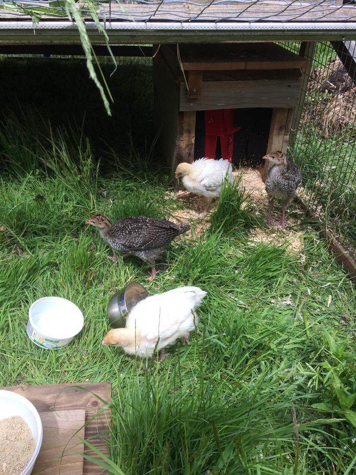 Turkeys at 3 week old, Wool Hen, Out on grass