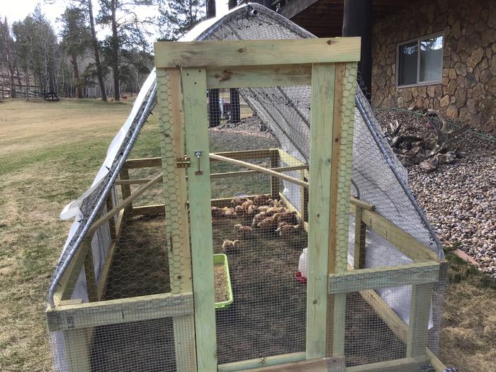 four 4 week old BBWs out in a Suskovich tractor with 25 red ranger meat chickens for company