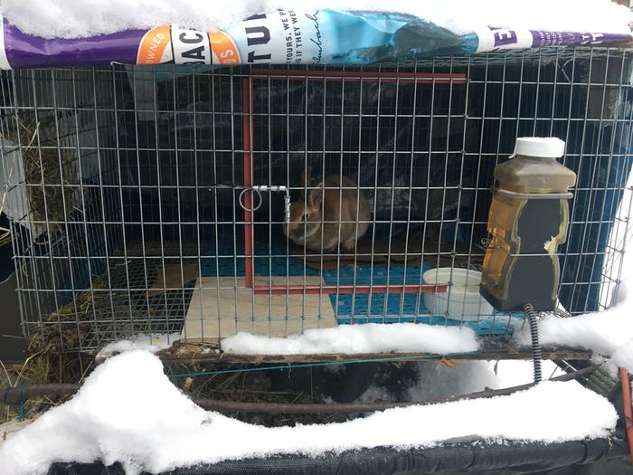 My rabbit in his hutch 