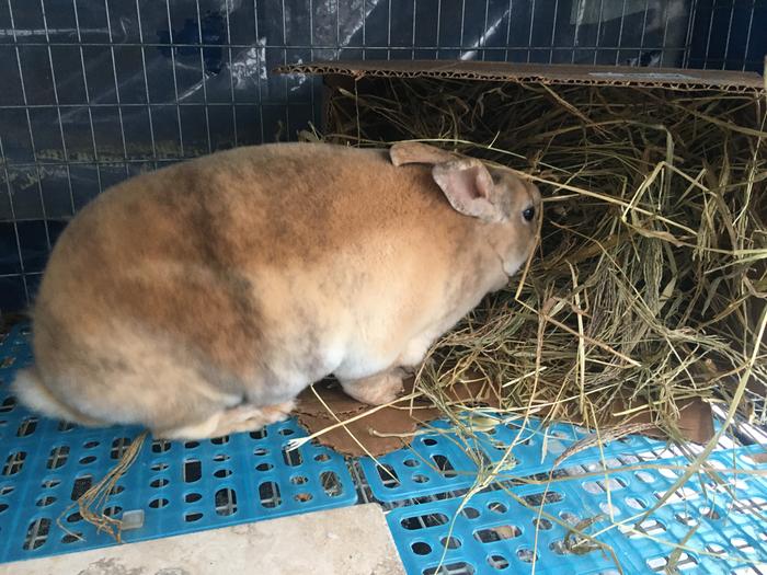 My rabbit (Frodo) checking out his new warm nest