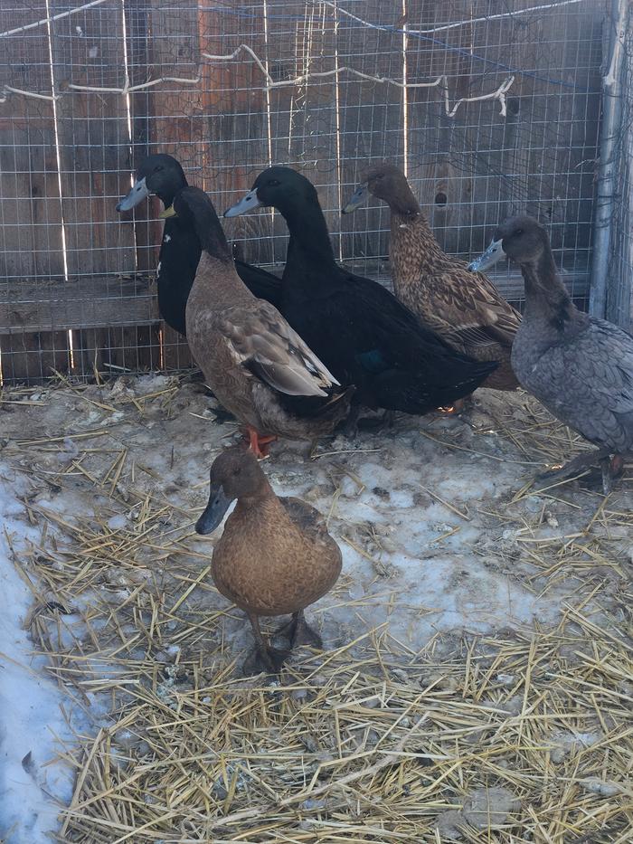 Cold little duckies with snow in their pen