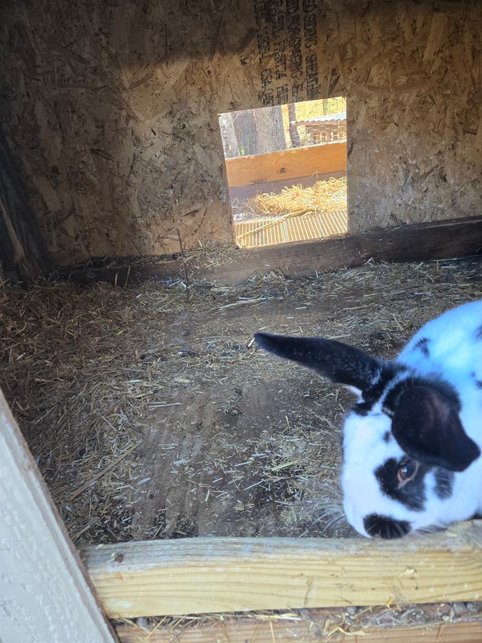 Ready for clean pillows