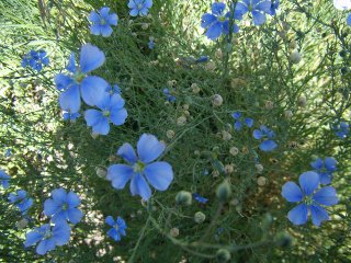 linum lewisii